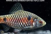 Uncle Ned's Barbs and Loaches