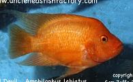 Central American Cichlids