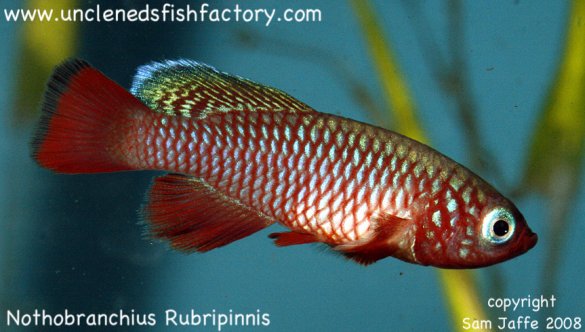 Nothobranchius rubripinnis