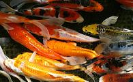 KOI