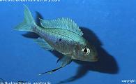 Uncle Ned's Tanganyikan Cichlids 