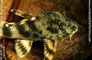 Uncle Ned's Catfish
