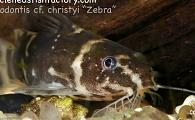 Uncle Ned's Catfish