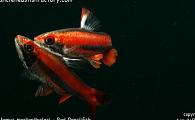 Uncle Ned's Tetras